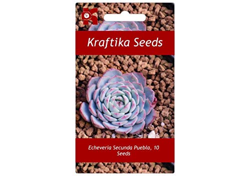 echeveria fabiola 1