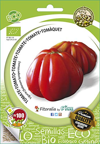 plantel de tomates 1
