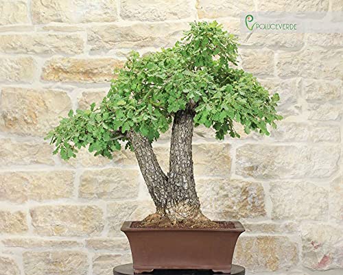 yamadori bonsai 1