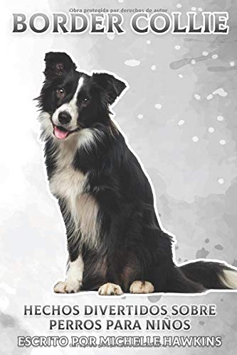 border collie y niños 1