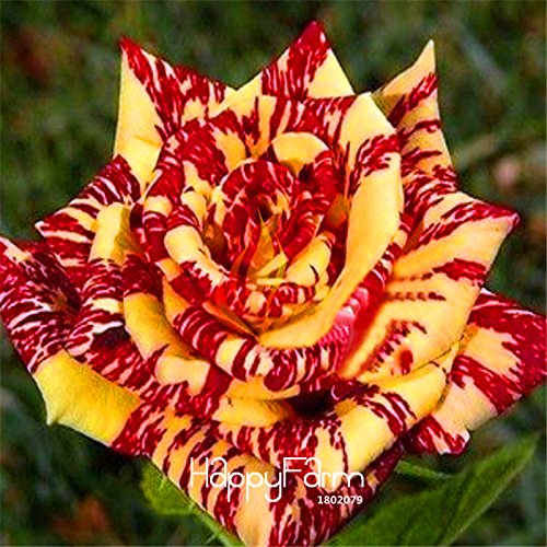 rosal abracadabra 1