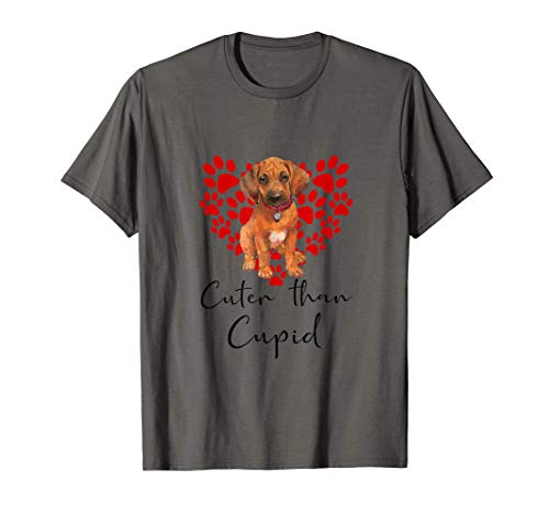 rhodesian ridgeback venta 1