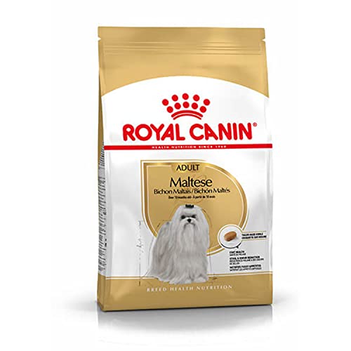donde comprar un bichon maltes 1