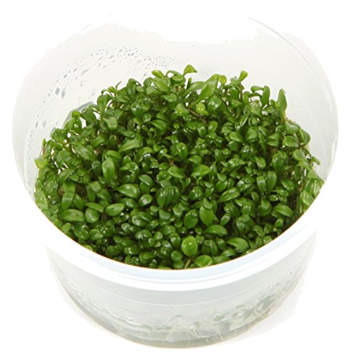 glossostigma elatinoides 1